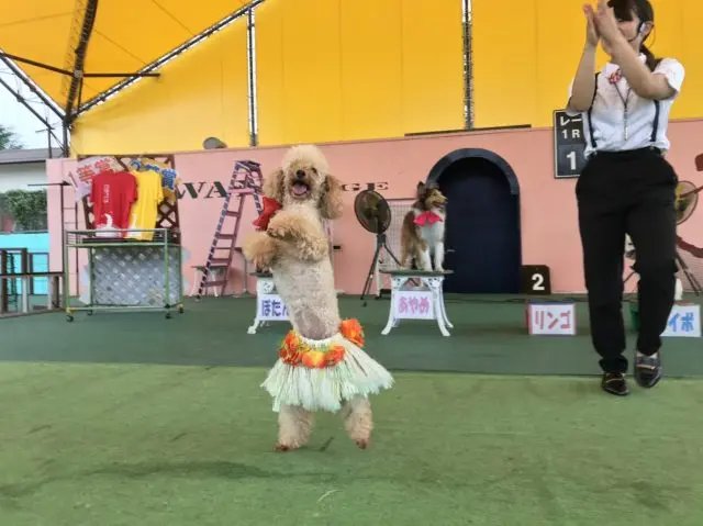 🐶 츠쿠바 왕왕 랜드 (쓰쿠바 완완란도) 이미지 5